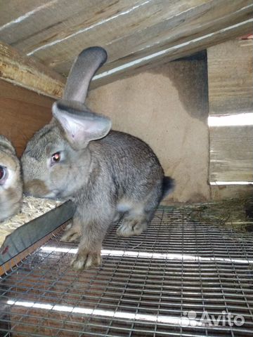 Продам кроликов породы фландр купить на Зозу.ру - фотография № 2