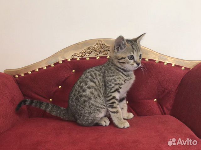 Египетская мау котик Сагбан купить на Зозу.ру - фотография № 6