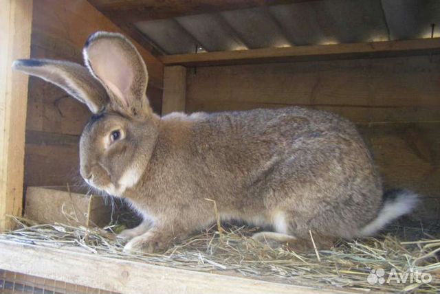 Крольчата и кролики купить на Зозу.ру - фотография № 1