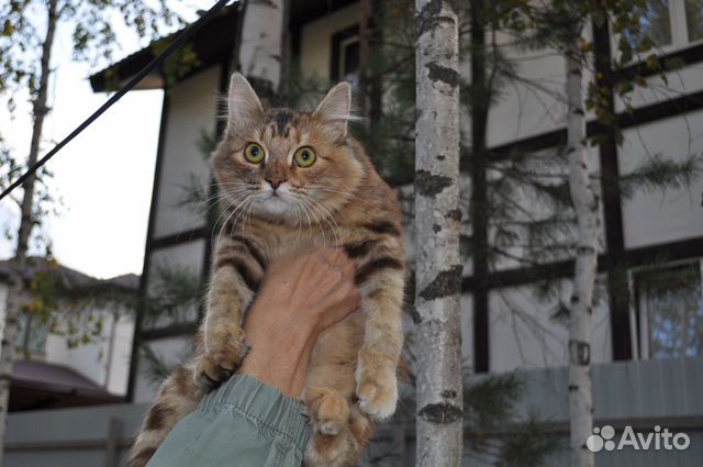 Молодая кошка -зайчонок в добрые руки купить на Зозу.ру - фотография № 7
