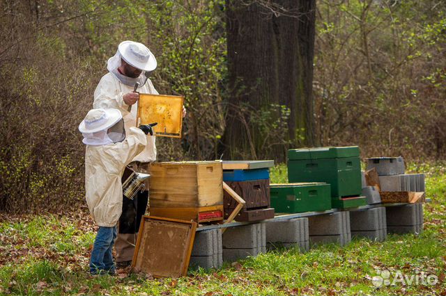 Пчеловодческий инвентарь купить на Зозу.ру - фотография № 1