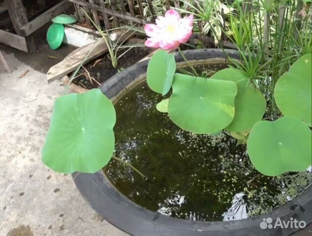 Семена лотоса Семена лотоса