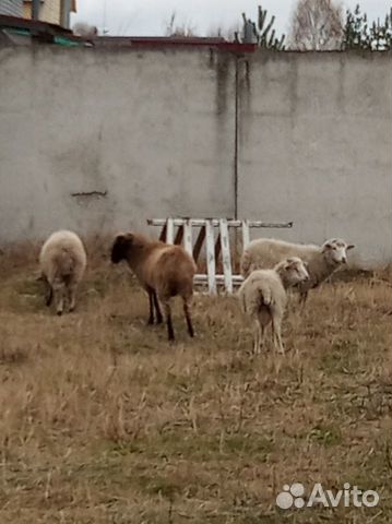 Овцы барашки молодые купить на Зозу.ру - фотография № 3