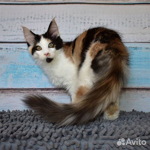 Patchwork Maine kitty