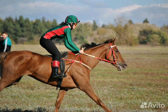 Скаковые лошади купить на Зозу.ру - фотография № 4