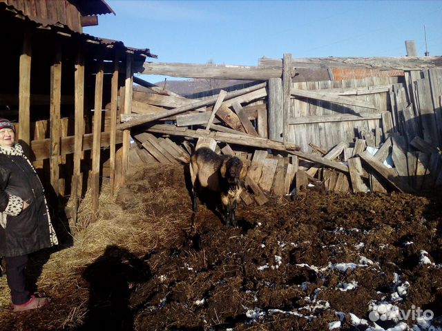 Молодой козел нубиец 15 Т.Р купить на Зозу.ру - фотография № 7