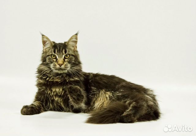 Мейн Кун котята купить на Зозу.ру - фотография № 1