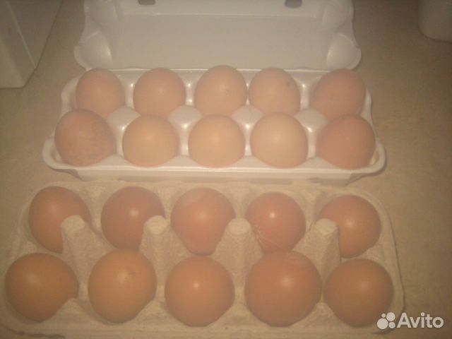 Яйца куриные домашние продаю купить на Зозу.ру - фотография № 3