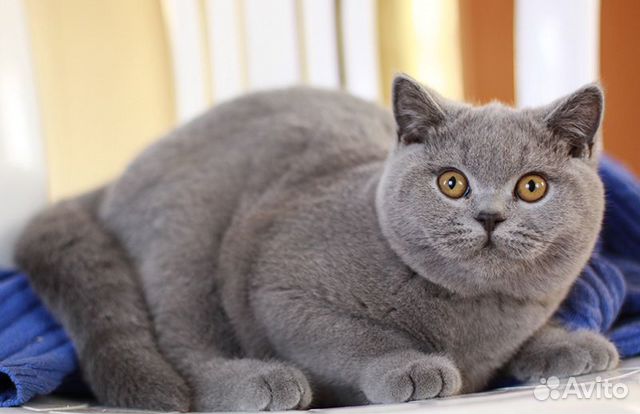 Британские котята классического окраса купить на Зозу.ру - фотография № 1