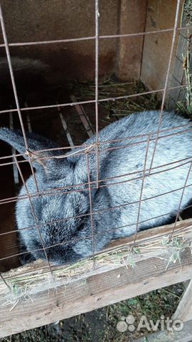 Кролики мясных пород.Полтавское серебро купить на Зозу.ру - фотография № 4