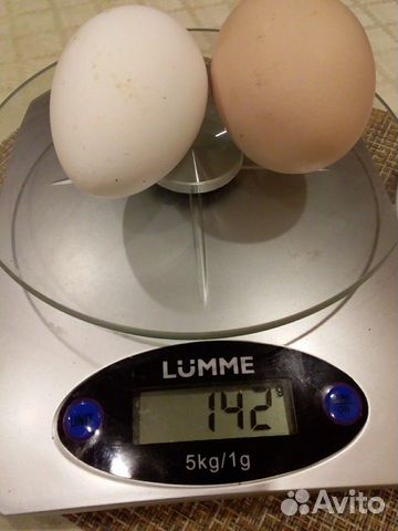 Яйцо инкубационное куриное и перепелиное, цыплята купить на Зозу.ру - фотография № 3