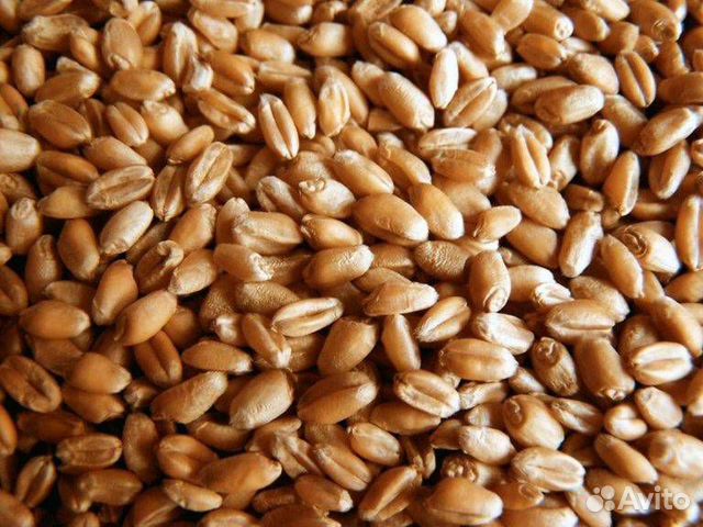 Кукуруза и Пшеница урожая 2019 ода купить на Зозу.ру - фотография № 2