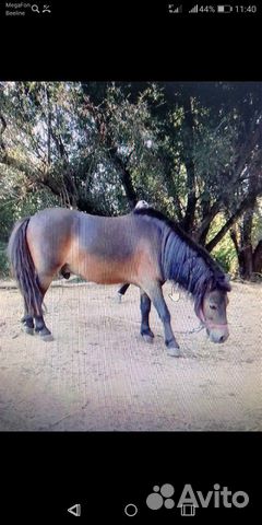 Лошадь-шетлендский пони купить на Зозу.ру - фотография № 1