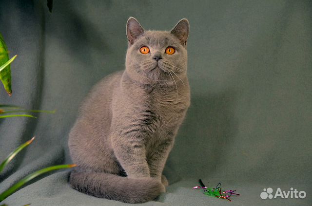 Британский котик, возможно в разведение купить на Зозу.ру - фотография № 6