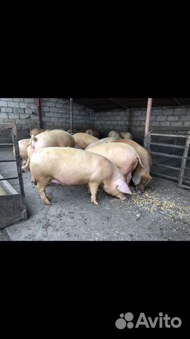 Свиньи на отбой купить на Зозу.ру - фотография № 2