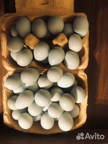 Голубое перепелиное яйцо Селадон купить на Зозу.ру - фотография № 2