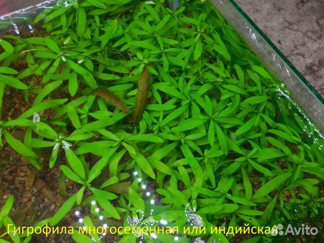 Аквариумные растения купить на Зозу.ру - фотография № 5