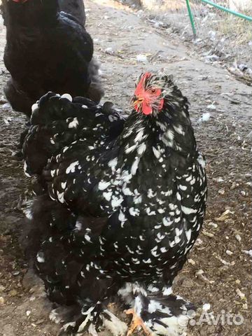 Породные цыплята и инкубационное яйцо купить на Зозу.ру - фотография № 2