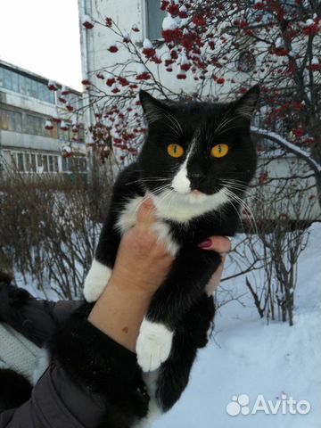 Шикарный кот купить на Зозу.ру - фотография № 3