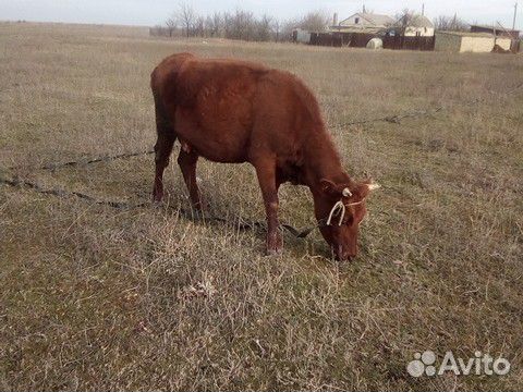 Корова и две тёлки купить на Зозу.ру - фотография № 2