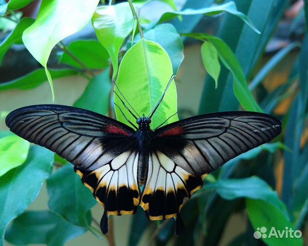 Живые тропические бабочки Papilio Polyxenes купить на Зозу.ру - фотография № 9