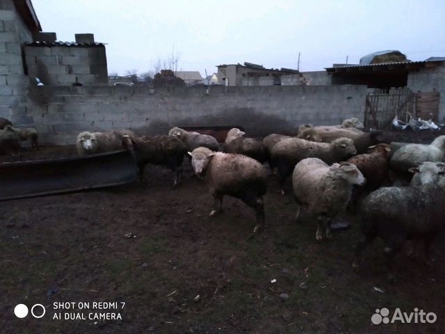 Овце матки купить на Зозу.ру - фотография № 2
