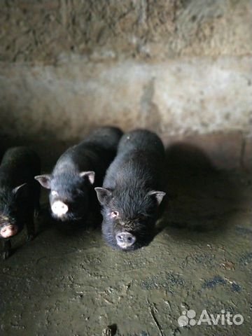 Вьетнамские вислобрюхие свинки купить на Зозу.ру - фотография № 3