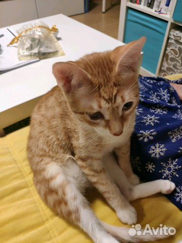 Котик подросток в добрые руки Котик подросток в добрые руки