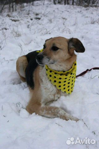 Собака Мия ищет дом купить на Зозу.ру - фотография № 3