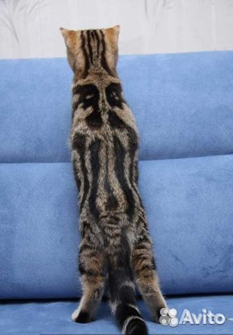 Кошка шотландка,два года купить на Зозу.ру - фотография № 2