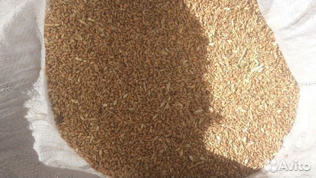 Зерно пшеницы и ячменя купить на Зозу.ру - фотография № 2