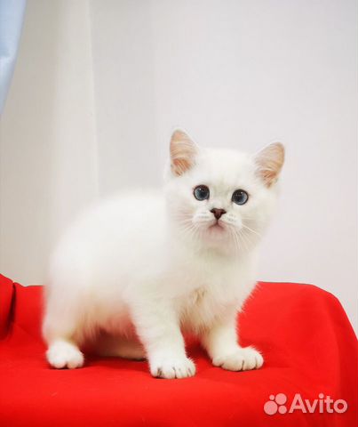 Британская серебристая шиншилла котенок купить на Зозу.ру - фотография № 4