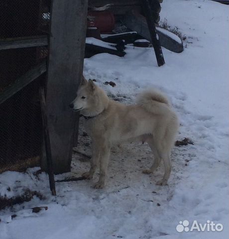 Купить Лайку В Тверской Области На Авито