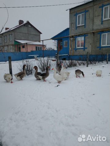 Гуси и кролики купить на Зозу.ру - фотография № 3