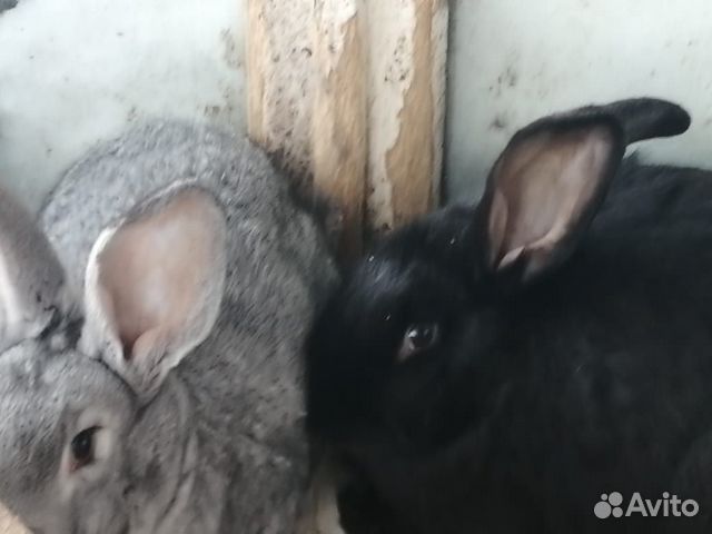 Кролики самки самцы крольчата купить на Зозу.ру - фотография № 2