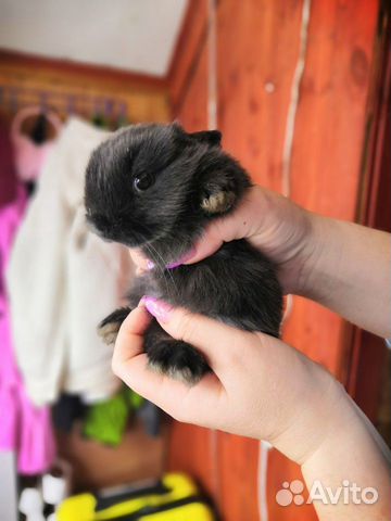 Продаются декоративные кролики купить на Зозу.ру - фотография № 4