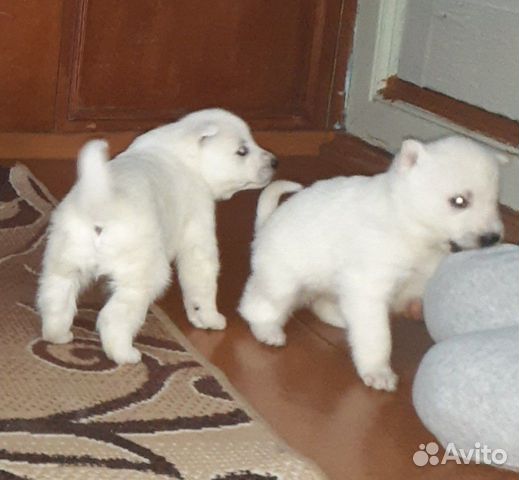 Продам щенков западно-сибирской лайки купить на Зозу.ру - фотография № 6