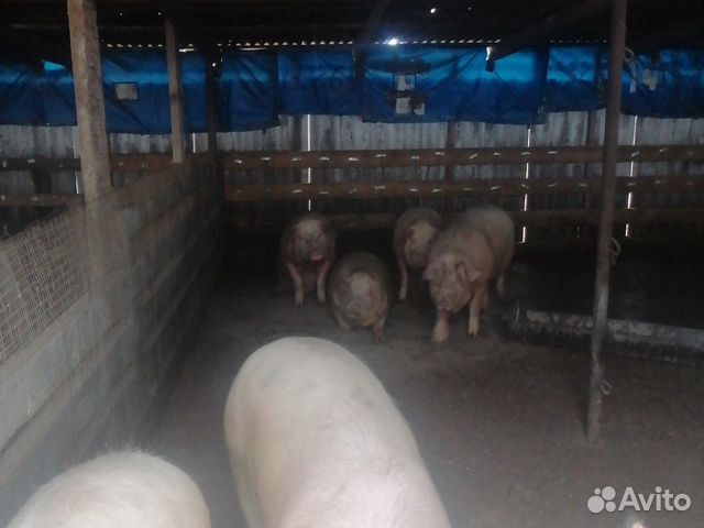 Свиньи на мясо купить на Зозу.ру - фотография № 3