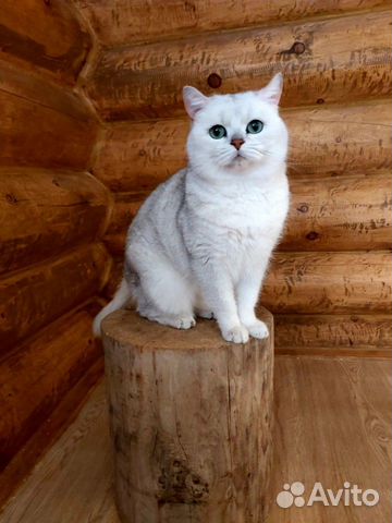 Британский кот чемпион продам купить на Зозу.ру - фотография № 7