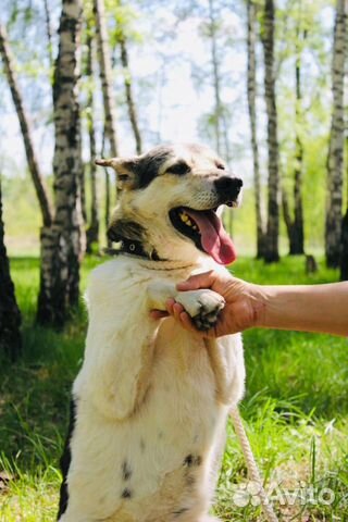 Отдам в хорошие руки, ласковую Фасольку