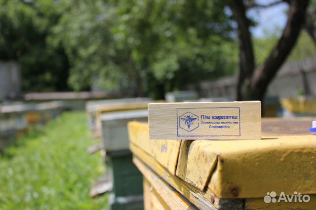 Пчесемьи и пчелопакеты от производителя (карпатка) купить на Зозу.ру - фотография № 1