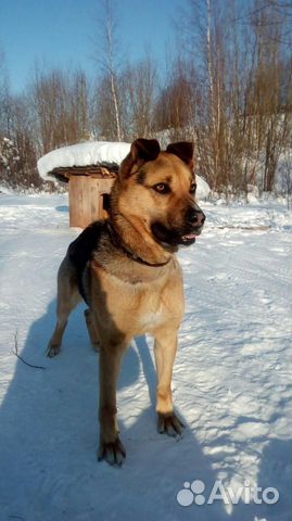 Собака-охранник в добрые руки купить на Зозу.ру - фотография № 1