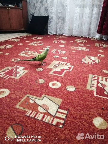 Ожереловый попугай Кеша ищет самочку для вязки купить на Зозу.ру - фотография № 1