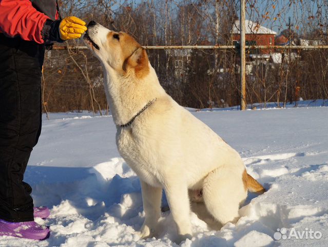 Сао Подрощенный щенок купить на Зозу.ру - фотография № 5
