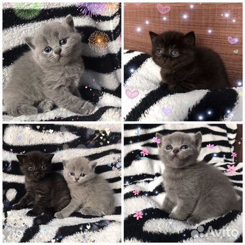 Шотландские котята Шотландские котята