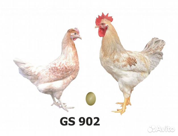 Цыплята доминант GS902 цветное яйцо купить на Зозу.ру - фотография № 1