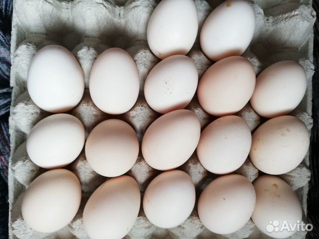 Яйца пушкинской породы. Пушкинские куры яйца. Цвет яйца Пушкинской породы. Пушкинские куры цвет яйца. Фото яйцо Пушкинских кур.
