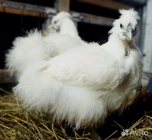 Цыплята разных пород купить на Зозу.ру - фотография № 1