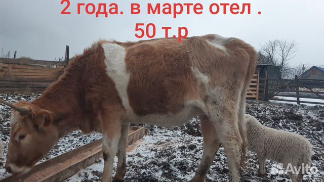 Коровы и телки купить на Зозу.ру - фотография № 3