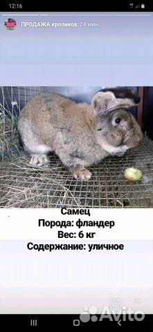 Кролики мясных пород / мясо кролика купить на Зозу.ру - фотография № 2
